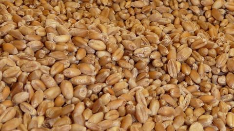 Le ministère américain de l'Agriculture (USDA) a publié vendredi ses estimations de productions mondiales de blé, maïs et soja dans son rapport mensuel « Wasde ». Le ministère américain de l'Agriculture (USDA) a publié vendredi ses estimations de productions mondiales de blé, maïs et soja dans son rapport mensuel « Wasde ».