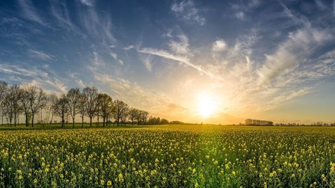 Un climat plus estival permet la reprise des récoltes en France. Un climat plus estival permet la reprise des récoltes en France.