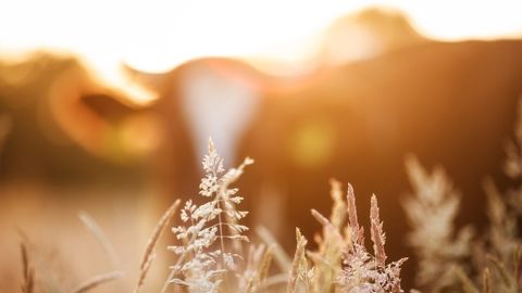 Plus encore que pour les humains, les fortes chaleurs sont particulièrement incommodantes pour les bovins. Plus encore que pour les humains, les fortes chaleurs sont particulièrement incommodantes pour les bovins.
