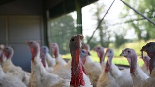 Évolutions et perspectives de l'élevage de volailles en France