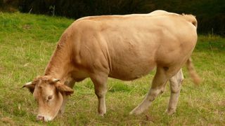 Les agriculteurs français sont nombreux à avoir misé sur la montée en gamme pour atteindre de niveaux de prix intéressants. Les agriculteurs français sont nombreux à avoir misé sur la montée en gamme pour atteindre de niveaux de prix intéressants.