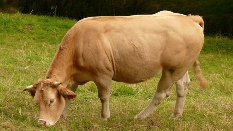 Les agriculteurs français sont nombreux à avoir misé sur la montée en gamme pour atteindre de niveaux de prix intéressants. Les agriculteurs français sont nombreux à avoir misé sur la montée en gamme pour atteindre de niveaux de prix intéressants.