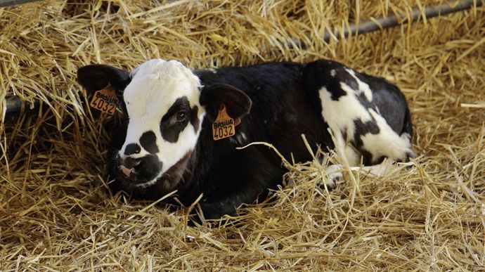 Le croisement Normand sur Holstein serait l'idéal pour obtenir des carcasses conformes aux besoins du marché en veaux de boucherie.