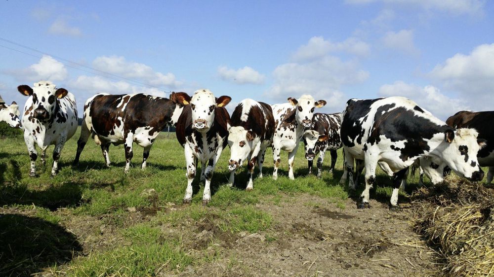 Génisses normandes au pré