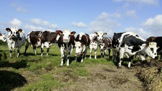 Les résultats consolidés de l’ensemble des activités du groupe aboutissent à un résultat net de 17,6 millions d’euros, en léger retrait par rapport à l’année précédente.