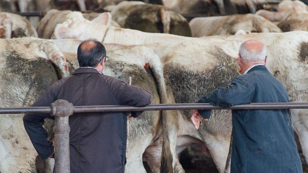 Marchand de bestiaux