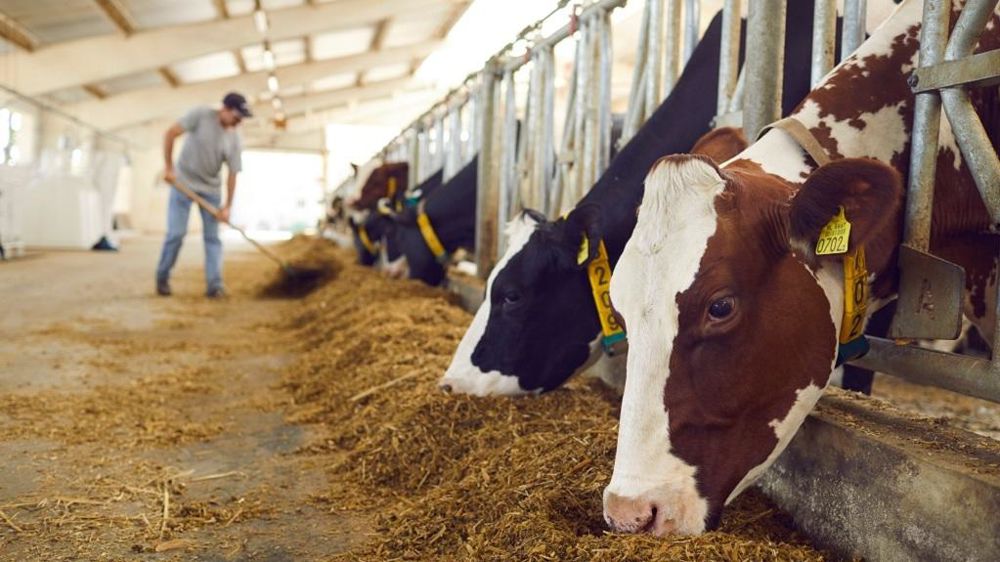Eleveur donnant l'aliment aux vaches laitières en stabulation. Eleveur donnant l'aliment aux vaches laitières en stabulation.