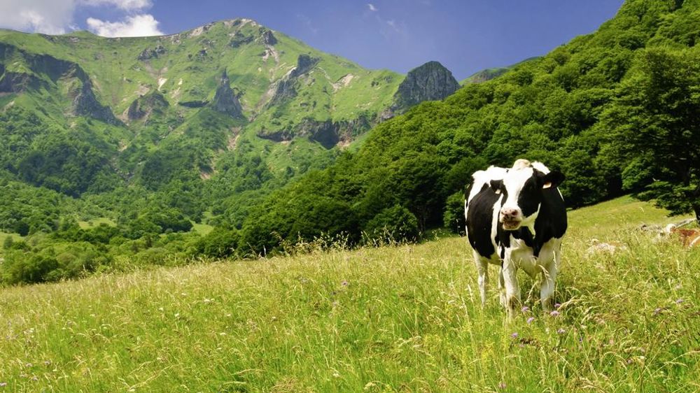 Vache en Auvergne