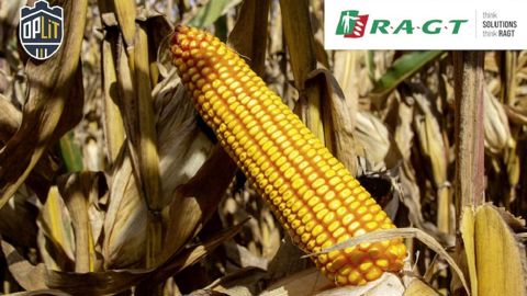 Ci-dessus : RGT Cedexx, variété grain précoce, qui fait partie de la gamme OpLit.
