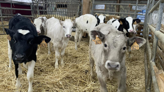 Le projet Valoveau vise à la production de boeufs croisés issus du troupeau laitier de 17 ou 18 mois. Le projet Valoveau vise à la production de boeufs croisés issus du troupeau laitier de 17 ou 18 mois.