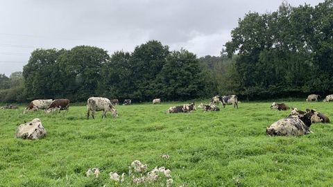 Vaches normandes au pré