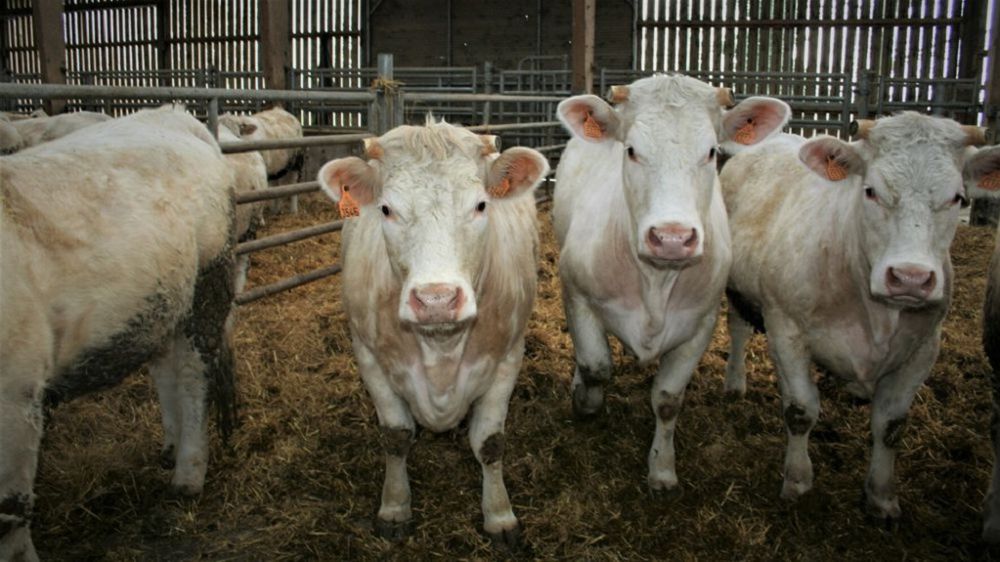 La France a exporté, en 2022 vers l'Italie, 858 000 jeunes bovins destinés à l'engraissement.