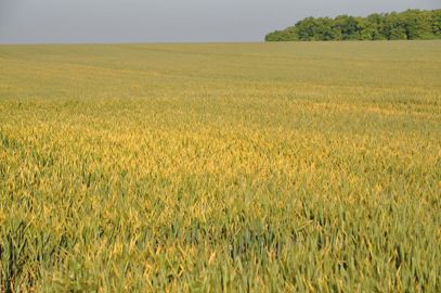 Forte attaque de rouille jaune sur blé