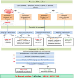 Grille de décision et seuil d’intervention contre les limaces