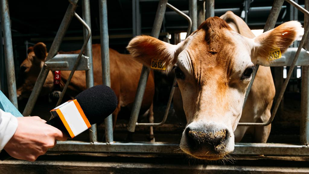 Micro tendu à une vache