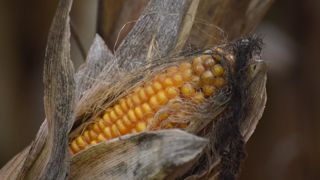 Mycorisk, le nouvel outil présenté par l’observatoire des mycotoxines, pour évaluer dès le début de l'automne le risque mycotoxines sur son élevage.