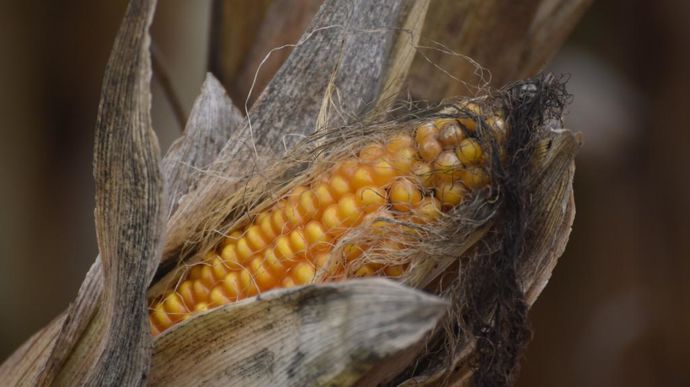 Mycorisk, le nouvel outil présenté par l’observatoire des mycotoxines, pour évaluer dès le début de l'automne le risque mycotoxines sur son élevage.