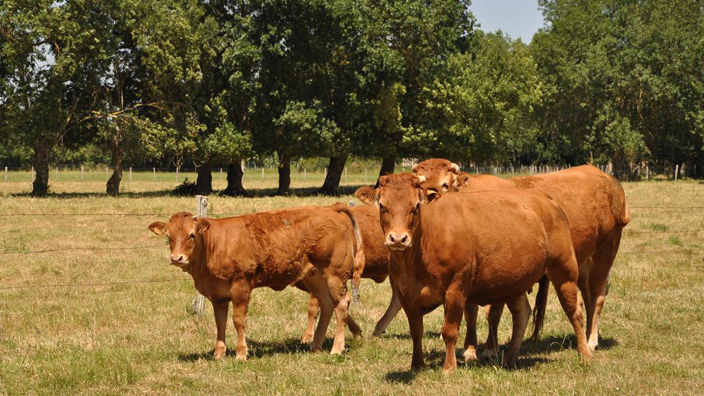 Vaches Limousines en pâture