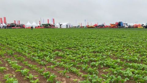 Tour d'horizon de l'offre variétale en betteraves sucrières pour les semis 2024.