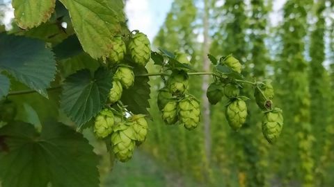 Cônes de houblon