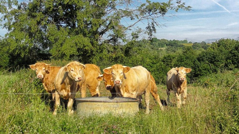 Bovins dans une prairie