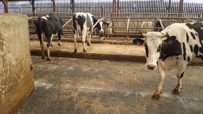 Un sol sécurisé pour des vaches confiantes