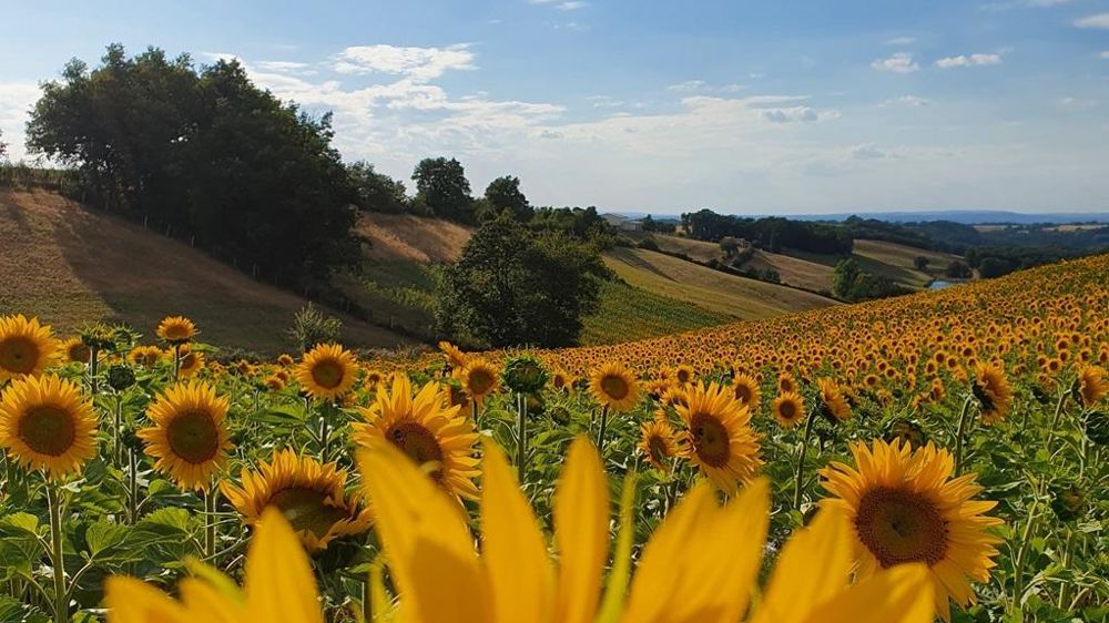 Champ de tournesol