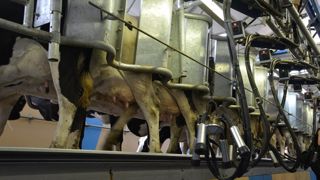 L’allongement de l’IVV n’entraine pas de modification de l’état sanitaire et des résultats de reproduction malgré la moindre fréquence des vêlages et l’insémination plus tardive après vêlage. C’est ce qu’avaient démontré les essais menés à la ferme expérimentale de Trévarez il y a une douzaine d’années. L’allongement de l’IVV n’entraine pas de modification de l’état sanitaire et des résultats de reproduction malgré la moindre fréquence des vêlages et l’insémination plus tardive après vêlage. C’est ce qu’avaient démontré les essais menés à la ferme expérimentale de Trévarez il y a une douzaine d’années.