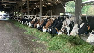 Les Prim'holstein ont été croisées avec des taureaux Red viking et Montbéliards, pour plus de rusticité et une meilleure qualité des aplombs.