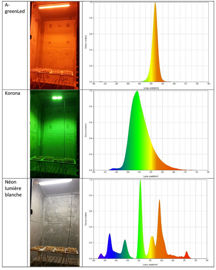Eclairement des cellules et spectre lumineux correspondant