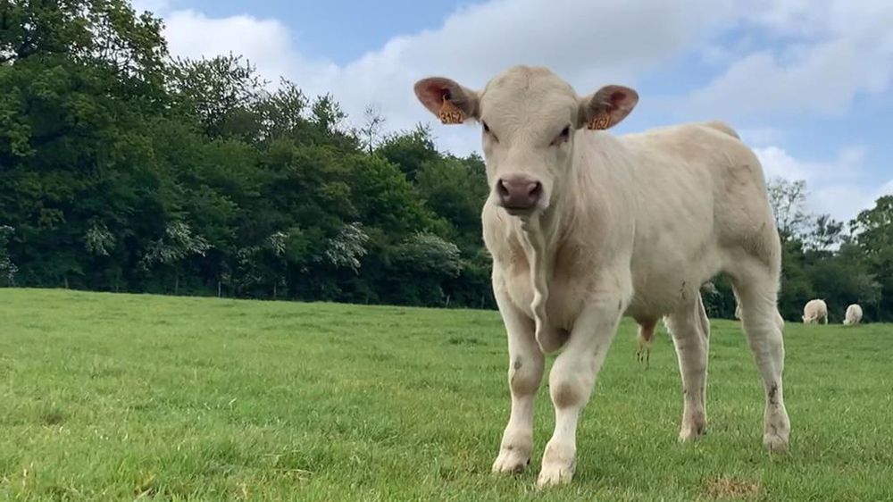 Veau mâle charolais