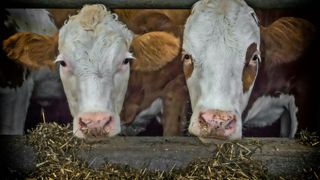 Les fabricants d'alimentation animale vise une réduction de 20 % des émissions de gaz à effet de serre de leur secteur d'activité. Les fabricants d'alimentation animale vise une réduction de 20 % des émissions de gaz à effet de serre de leur secteur d'activité.