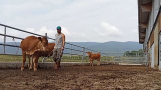 La méthode Souvignet vise à dresser en douceur les bovins afin qu'ils se laissent manipuler facilement. La méthode Souvignet vise à dresser en douceur les bovins afin qu'ils se laissent manipuler facilement.