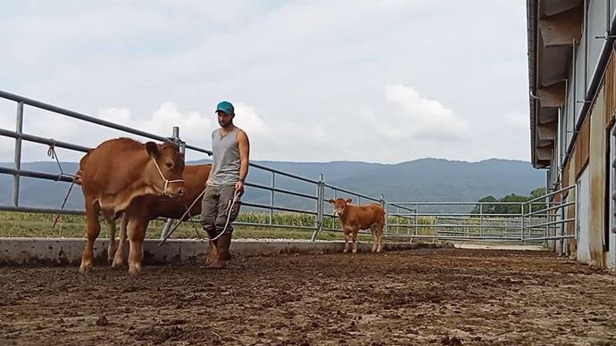 La méthode Souvignet vise à dresser en douceur les bovins afin qu'ils se laissent manipuler facilement.