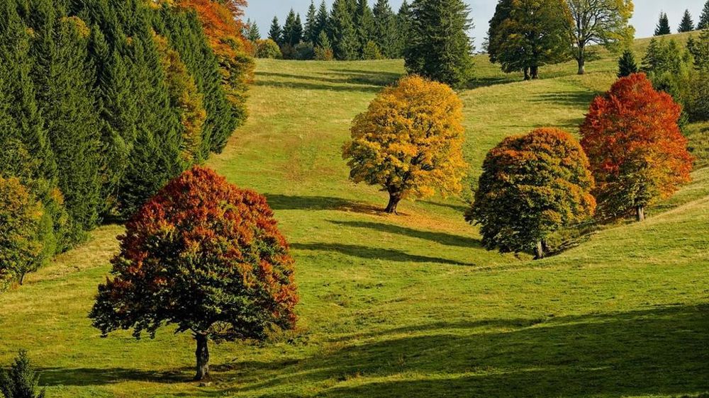 Arbres en automne Arbres en automne