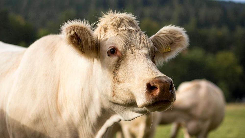 Vache triste Vache triste