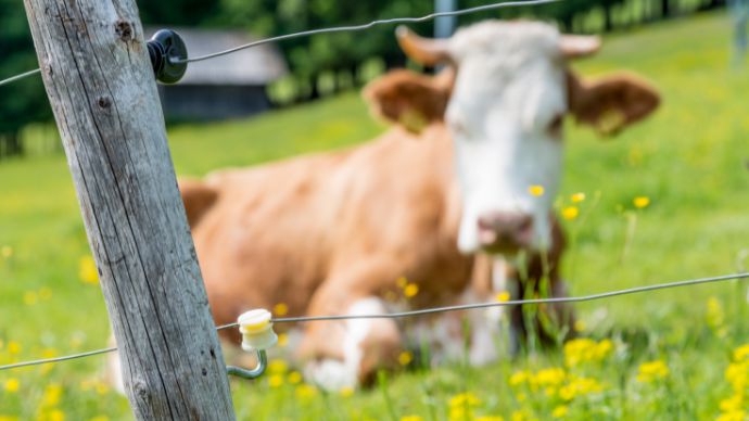 Comment choisir au mieux sa clôture électrique ?
