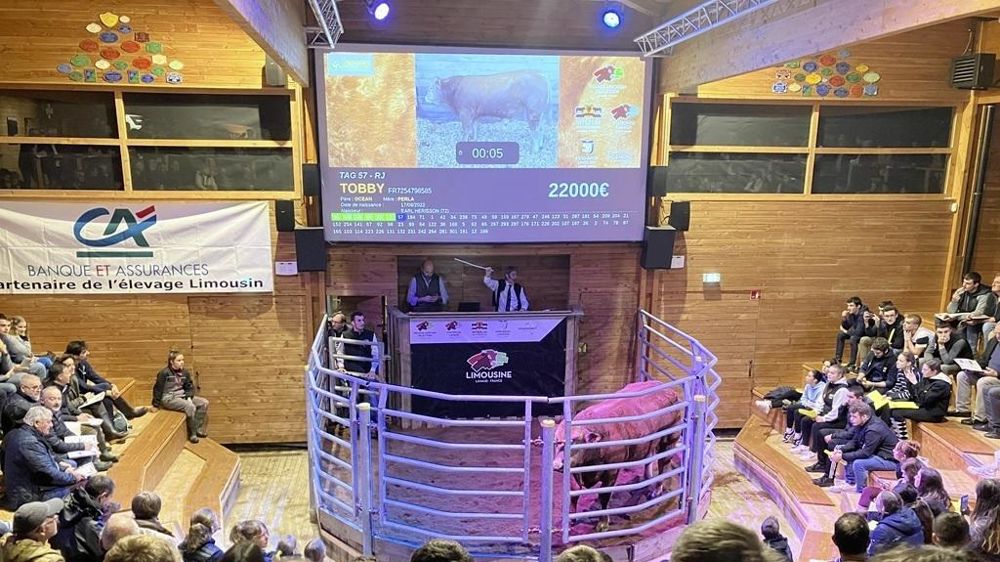 Tobby RJ top price de la vente à Lanaud en novembre 2023