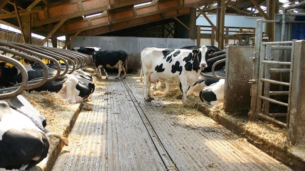 Vaches dans une stabulation Vaches dans une stabulation
