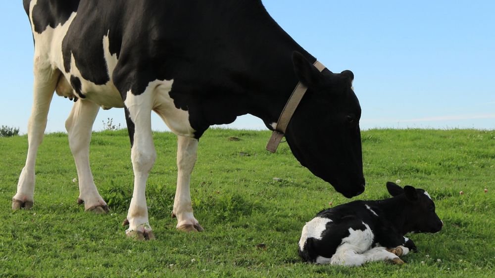 Maîtrise de la coccidiose : optez pour la prévention ! 