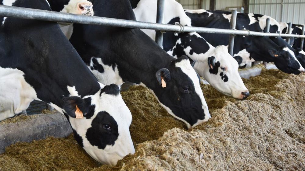 Vaches Prim'holstein à l'auge