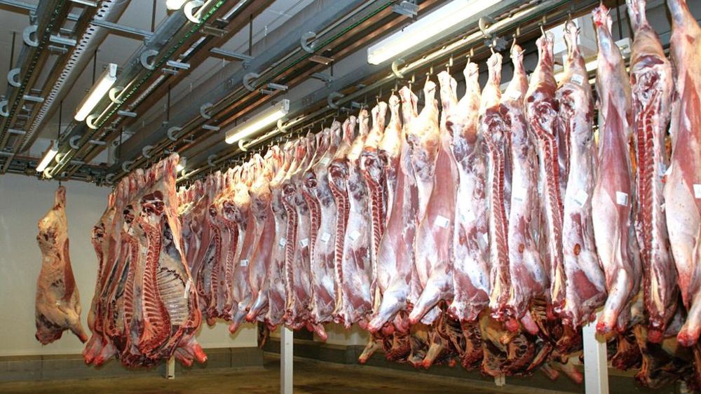 Carcasses dans un abattoir