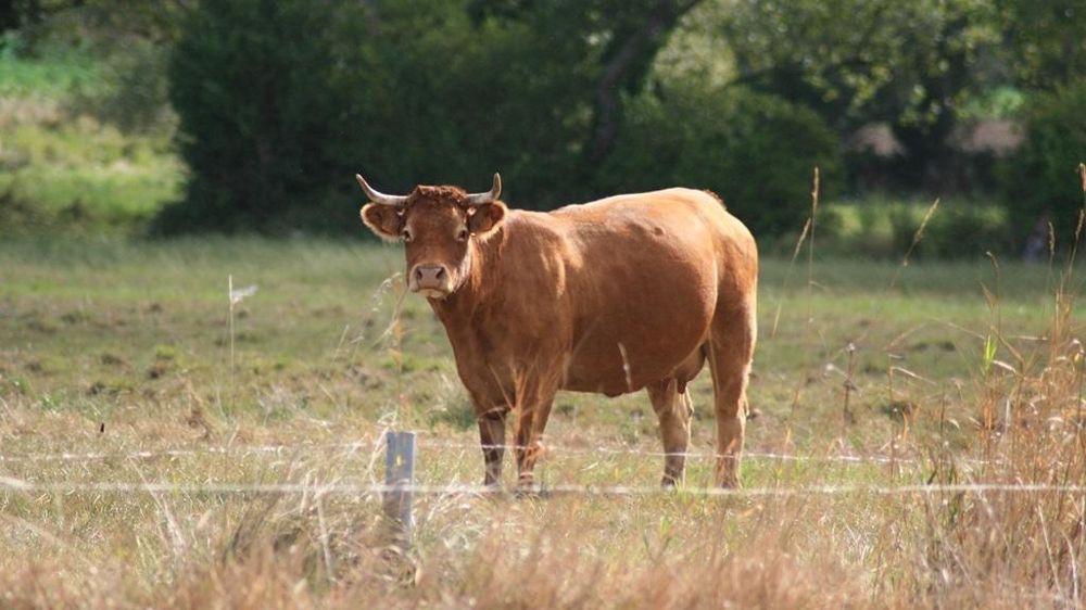 Vache devant une clôture