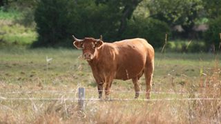 La MHE limite les mouvements d'animaux sur le territoire. La MHE limite les mouvements d'animaux sur le territoire.
