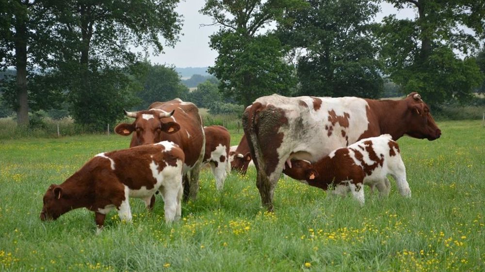 Rouges des prés au pâturagre