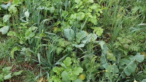 Une question épineuse à résoudre selon le contexte des parcelles : « définir le moment idéal pour détruire les couverts afin qu'ils permettent de ressuyer les sols sans consommer trop d'eau ».