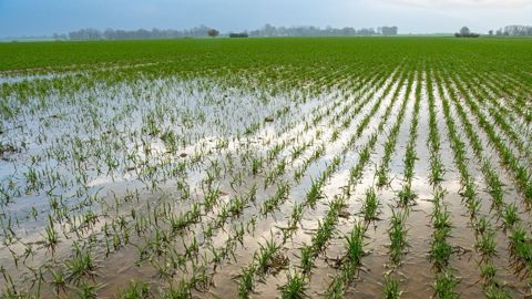 Un excès d’eau est encore relevé dans une large partie du territoire.