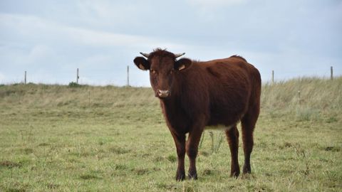Vache armoricaine