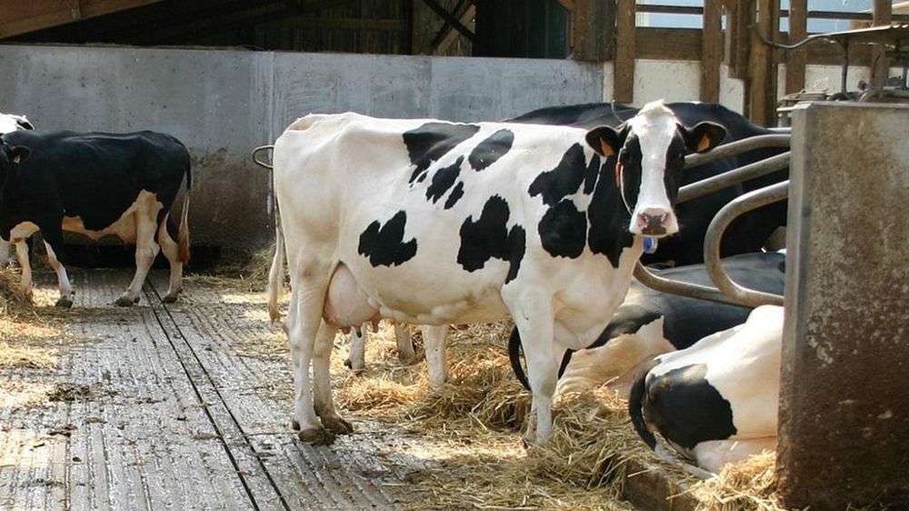 Vache en stabulation
