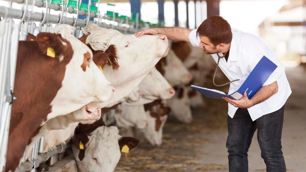 Vétérinaire avec vaches